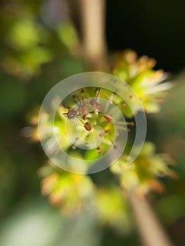 Nature, Flower, ant, macro, insect