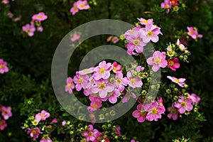 Nature flower background. Shrubby cinquefoil pink flowers. The wild rose Bush. Close up