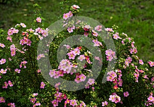 Nature flower background. Shrubby cinquefoil pink flowers. The wild rose Bush. Close up