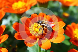 Nature flower blossom pollination insect bee