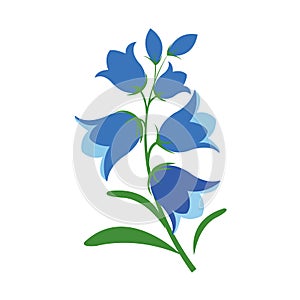 A Nature flower bluebell flower
