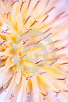 Nature flower close-up