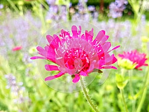 Nature flower fragility petal