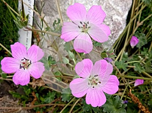 Nature flower fragility petal