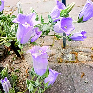 Nature flower fragility petal