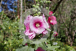 Nature and flower at Pang Ung NO.4