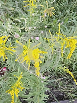 Nature flower road SolidÃ¡go gigantÃ©a