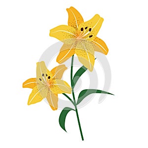 Nature flower yellow tiger lily