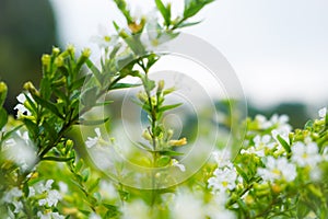 nature flowergarden morning grass flowerlandscape indonesia lembang