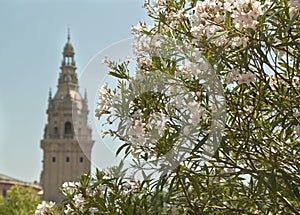 Nature flowers ÃÂastle summer blooms