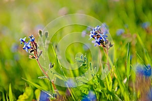 Nature flowers field background