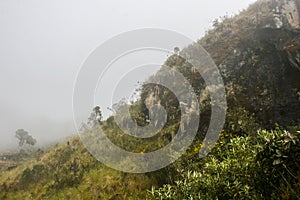 Nature and flowers in mist.