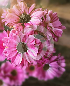 Nature flowers pink blossom Daisy aromatic exotic photoflowers sensual blur macro Bokeh soft plants bouquet