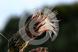 Nature, fluff, blossom, flowers, macro