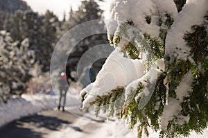 Nature in focus. Tatransky narodny park. Vysoke Tatry. Slovakia.