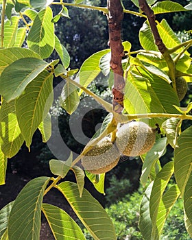 Nature and food. Fruit trees. Juglans regia. Branch with two walnut tree drupes between the leaves