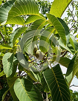 Nature and food. Fruit trees. Juglans regia. Branch with walnut tree drupes between the leaves