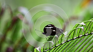Nature footage beautiful butterfly on nature rainforest jungle Sabah, Borneo