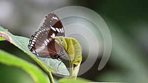 Nature footage beautiful butterfly on nature rainforest jungle Sabah, Borneo