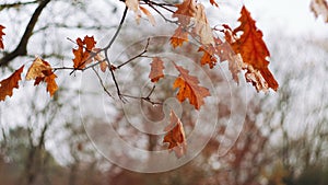 Nature footage scene of last late orange leaves slightly moving by air breeze against bright moody sky. Autumn colors