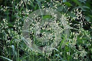 In nature, forage grass is growing for animals bluegrass Poa trivialis