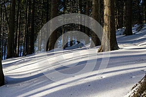 Forest covered in snow during winter. Slovakia