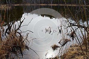 Nature of the forest and lake on the shore. Reflection of the forest and sky on the water surface. Beautiful landscape of the