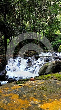 Nature forest leaf river rocks waterfall