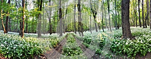 Nature forest panorama with white flowers - Wild Garlic