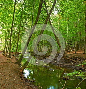Nature, forest and river in creek with trees, landscape and environment in autumn with green plants. Woods, water and