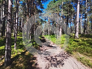 Nature forest roadin a pine forest beautiful green pines