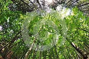 Nature forest trees fisheye view