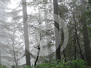 Nature forest trees foggy weather