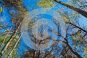 Nature forest, trees growing upward to the sun.