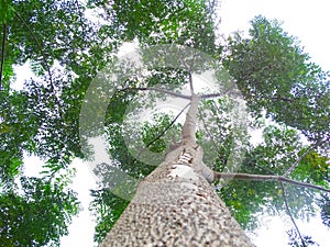 Nature forest, trees growing upward to the sun.