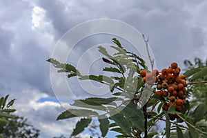 Nature fotography, tree and orange berries, nature