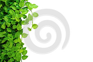 Nature frame border of heart shaped green yellow leaves vine Devil`s ivy or golden pothos, tropical foliage plant isolated on