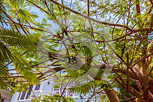 Nature frame deciduous tree top crown plant grow green leaves foliage blue sky cloud sun background