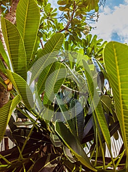 Nature frame deciduous tree top crown plant grow green leaves foliage blue sky cloud sun background