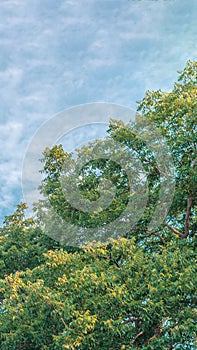 Nature frame deciduous tree top crown plant grow green leaves foliage blue sky cloud sun background