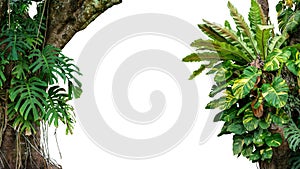 Nature frame of jungle trees with tropical rainforest foliage plants climbing Monstera, birdâ€™s nest fern, golden pothos and