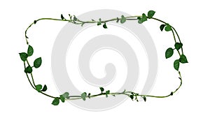 Nature frame layout of heart shaped green succulent leaves vine plant Malabar spinach or Climbing vine spinach Basella alba