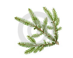 Nature fresh green fir tree branch on white background