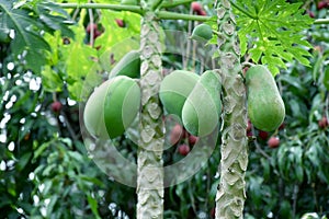 Nature fresh green papaya on tree with fruits in nature landscape