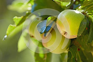 Nature, fruit and green apple on trees in farm for agriculture, orchard farming and harvesting. Countryside