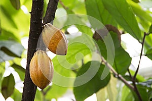 Nature. Fruits of cocoa ripen on palm tree