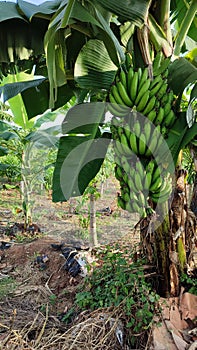 Nature garden and animale bananas pineapple