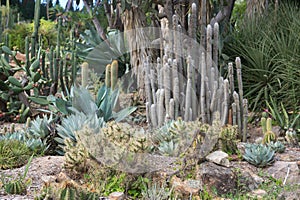 Garden with cacti