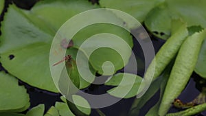 Nature garden and dragonfly with green leaf