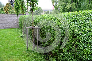 Green hedge trimmed in the garden yard lawn trees in row alley evergreen edge round photo